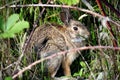 Wild rabbit in the grass