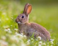 Wild rabbit green background