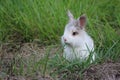 A Wild Rabbit Having Dinner at Dusk