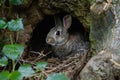 Wild rabbit hiding in its burrow under a tree Royalty Free Stock Photo