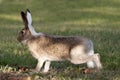 Wild Rabbit On High Alert