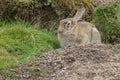 Wild rabbit with illness Royalty Free Stock Photo