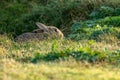 Wild rabbit in the long grass