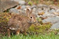 Wild Rabbit Looking Back Outdoors Royalty Free Stock Photo