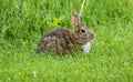 Wild rabbit in Michigan brown bunny Royalty Free Stock Photo