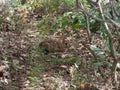 A wild rabbit at the Mohonk Preserve in the summer Royalty Free Stock Photo