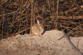 wild rabbit in nature or park sitting in the sun Royalty Free Stock Photo