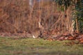 wild rabbit in nature or park sitting in the sun Royalty Free Stock Photo