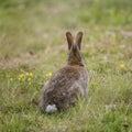 Wild rabbit Oryctolagus Cuniculus animal sitting in Summer meadow landscape Royalty Free Stock Photo