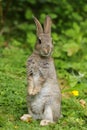 Wild Rabbit Oryctolagus cuniculus in a field. Royalty Free Stock Photo