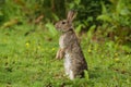 Wild Rabbit Oryctolagus cuniculus in a field. Royalty Free Stock Photo