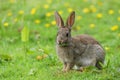 Wild Rabbit Oryctolagus cuniculus in a field. Royalty Free Stock Photo