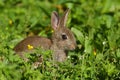 Wild Rabbit Oryctolagus cuniculus in a field. Royalty Free Stock Photo