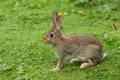 Wild Rabbit Oryctolagus cuniculus in a field. Royalty Free Stock Photo