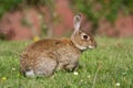 Wild rabbit (Oryctolagus cuniculus)