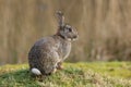 Wild Rabbit Oryctolagus cuniculus sitting in a field. Royalty Free Stock Photo