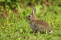 Wild Rabbit Oryctolagus cuniculus in a field. Royalty Free Stock Photo