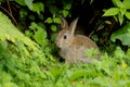 Wild Rabbit Oryctolagus cuniculus in a field. Royalty Free Stock Photo