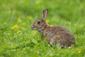 Wild Rabbit Oryctolagus cuniculus in a field. Royalty Free Stock Photo