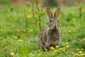 Wild Rabbit Oryctolagus cuniculus sitting in a field. Royalty Free Stock Photo