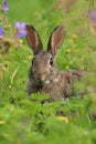 Wild Rabbit Oryctolagus cuniculus sitting in a field.