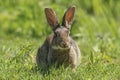 Wild Rabbit Oryctolagus cuniculus UK Royalty Free Stock Photo