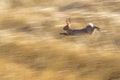 Wild rabbit running