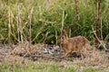 Wild rabbit running through bush. Royalty Free Stock Photo
