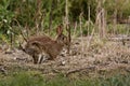 Wild rabbit running through bush. Royalty Free Stock Photo