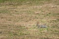 A wild rabbit running in the meadow Royalty Free Stock Photo