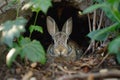 Wild rabbit hiding under tree roots and leaves Royalty Free Stock Photo