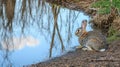 Wild rabbit sits by calm water, reflecting sky and trees Royalty Free Stock Photo