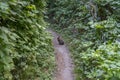 A wild rabbit sits sideways in the middle of a hiking trail