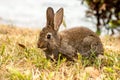 Wild Rabbit Royalty Free Stock Photo