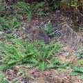 Wild Rabbit in spring grass