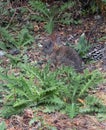 Wild Rabbit in spring grass