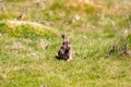 A Wild Rabbit suffering from myxomatosis with bloody eyes a symptom on the infection that is deadly to rabbits Royalty Free Stock Photo