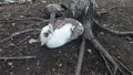 Wild rabbit under a tree Royalty Free Stock Photo