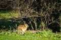 Wild rabbit under a tree Royalty Free Stock Photo