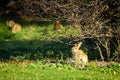 Wild rabbit under a tree Royalty Free Stock Photo