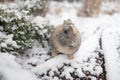 Wild rabbit in winter forest. Cottontail rabbit on snow Royalty Free Stock Photo