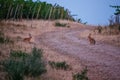 Wild rabbits on a dried field Royalty Free Stock Photo