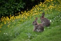 Wild rabbits and flowers Royalty Free Stock Photo