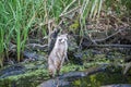 A wild raccon in the swamps in Louisiana