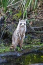 A wild raccon in the swamps in Louisiana