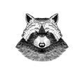 Wild raccoon. Animal in vintage style. Monochrome Vintage style. Engraved hand drawn sketch for tattoo or label.