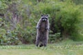 Wild Raccoon animal