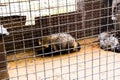 Wild raccoon dogs in a cage in captivity