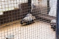 Wild raccoon dogs in a cage in captivity