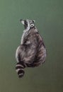 Wild raccoon drawing